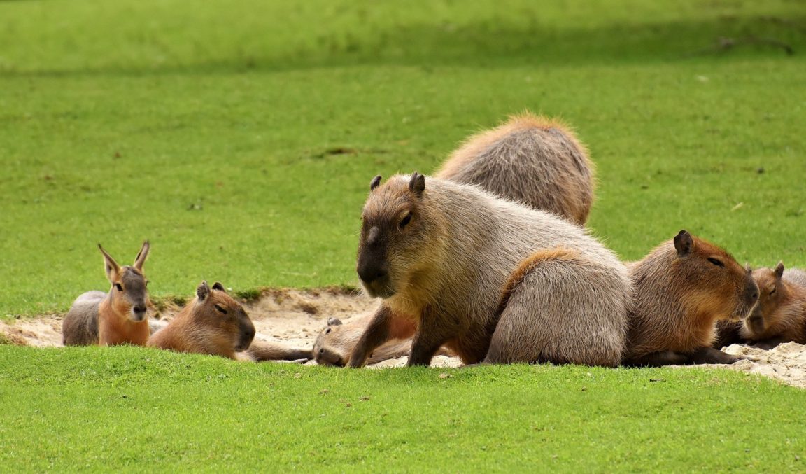 capybaras