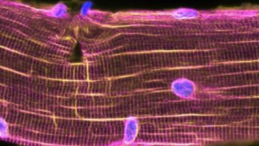 muscles cellules musculaires