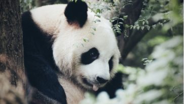 pandas