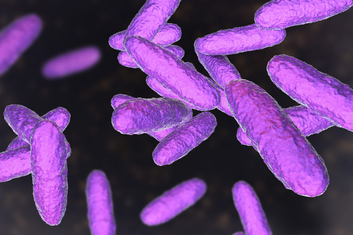 Bacteria Klebsiella granulomatis, the causative agent of granuloma inguinale
