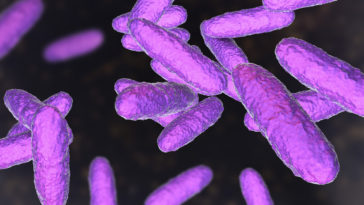 Bacteria Klebsiella granulomatis, the causative agent of granuloma inguinale