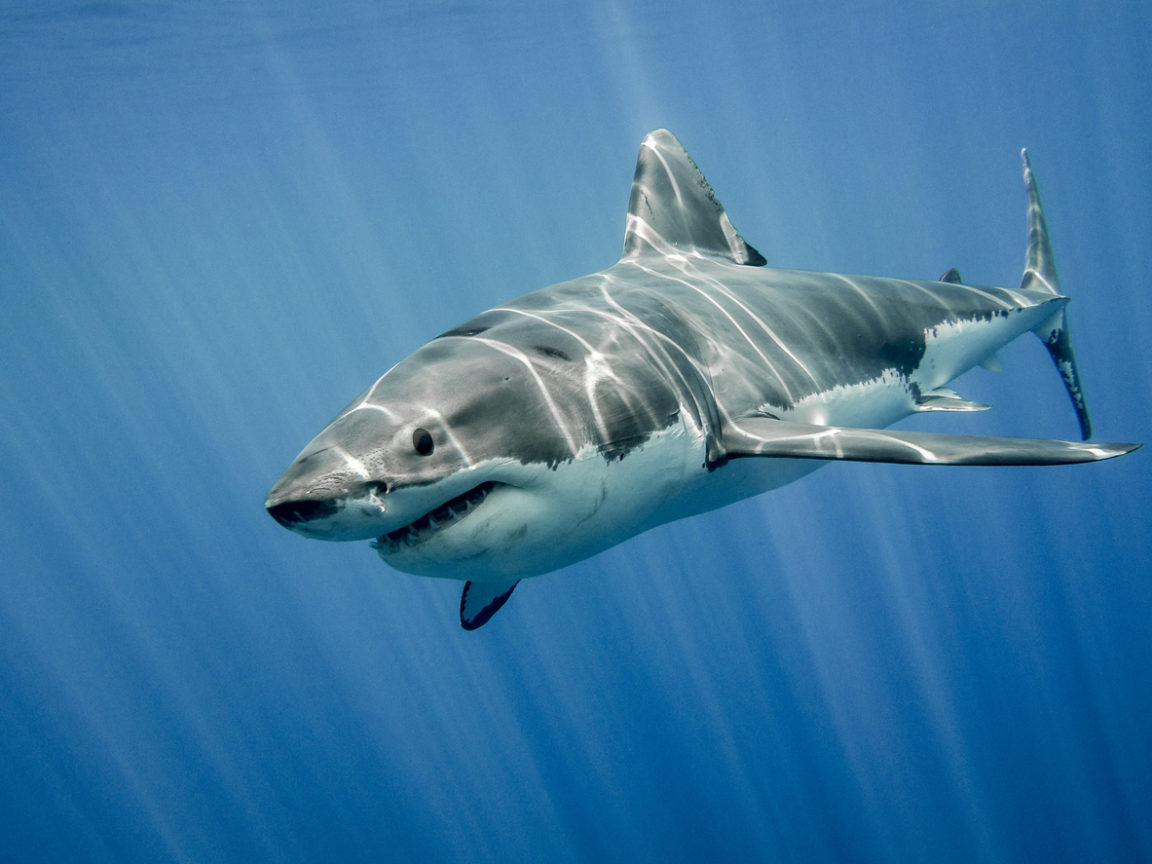 requin blanc