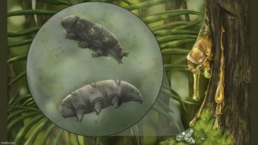tardigrade