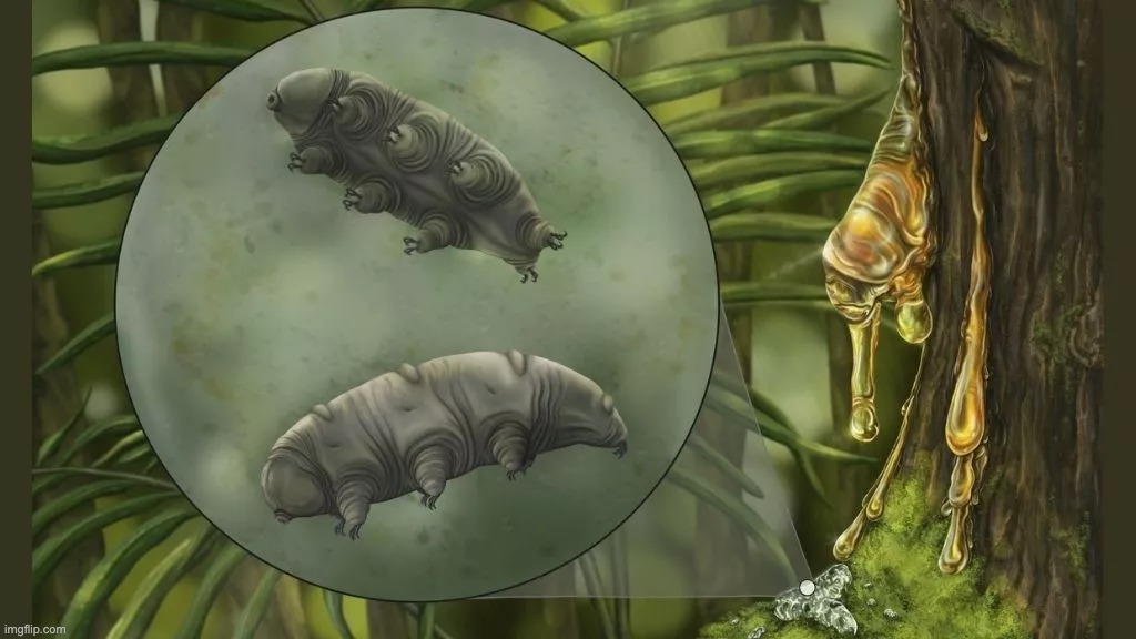 tardigrade