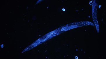 ver Caenorhabditis elegans