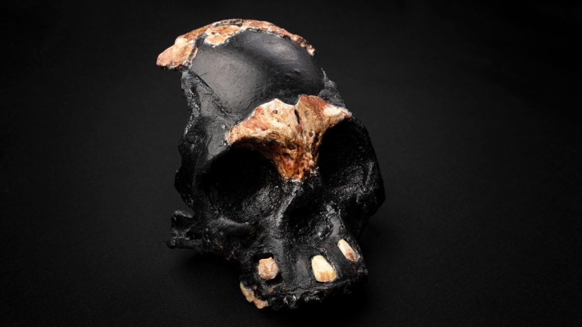 homo naledi