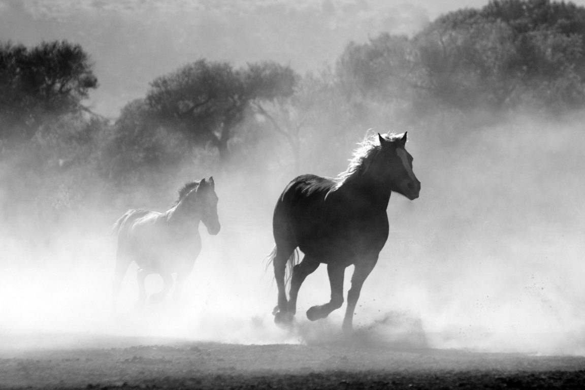 chevaux australie