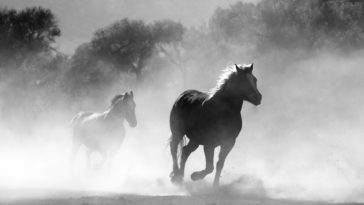 chevaux australie