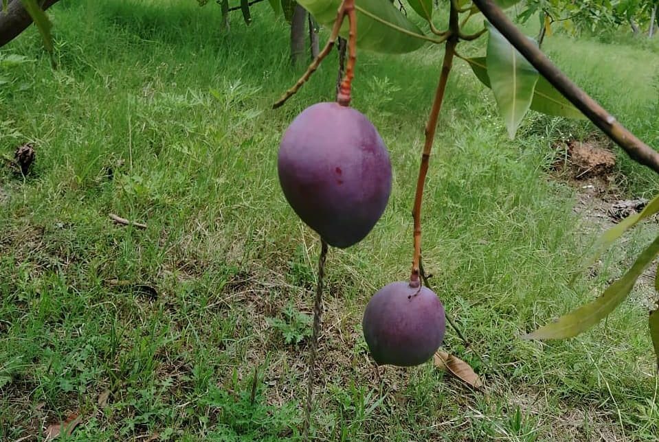 mangue rouge Bangladesh