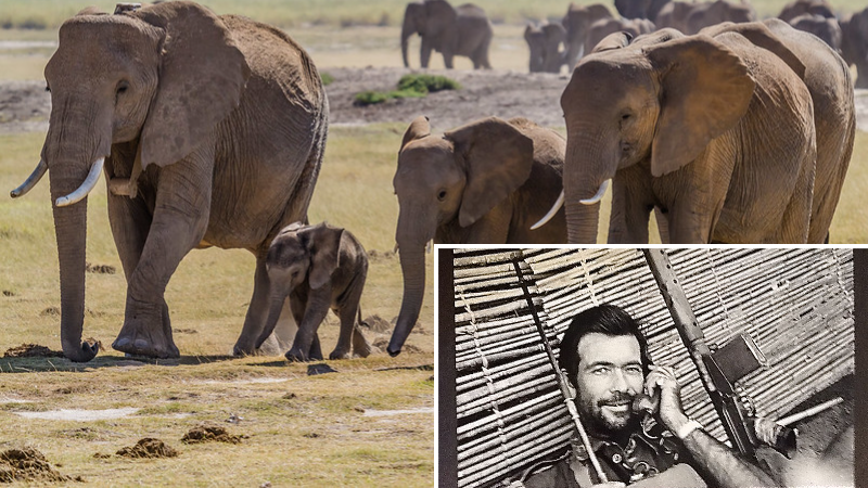 désertification éléphants mort écologue allan savory