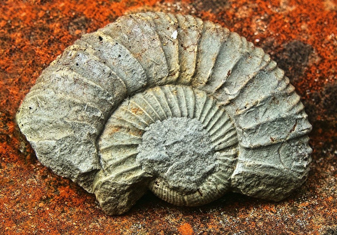 ammonites