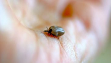 vaccin tique maladie de lyme