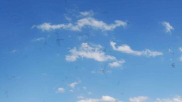 myodésopsie corps flottants