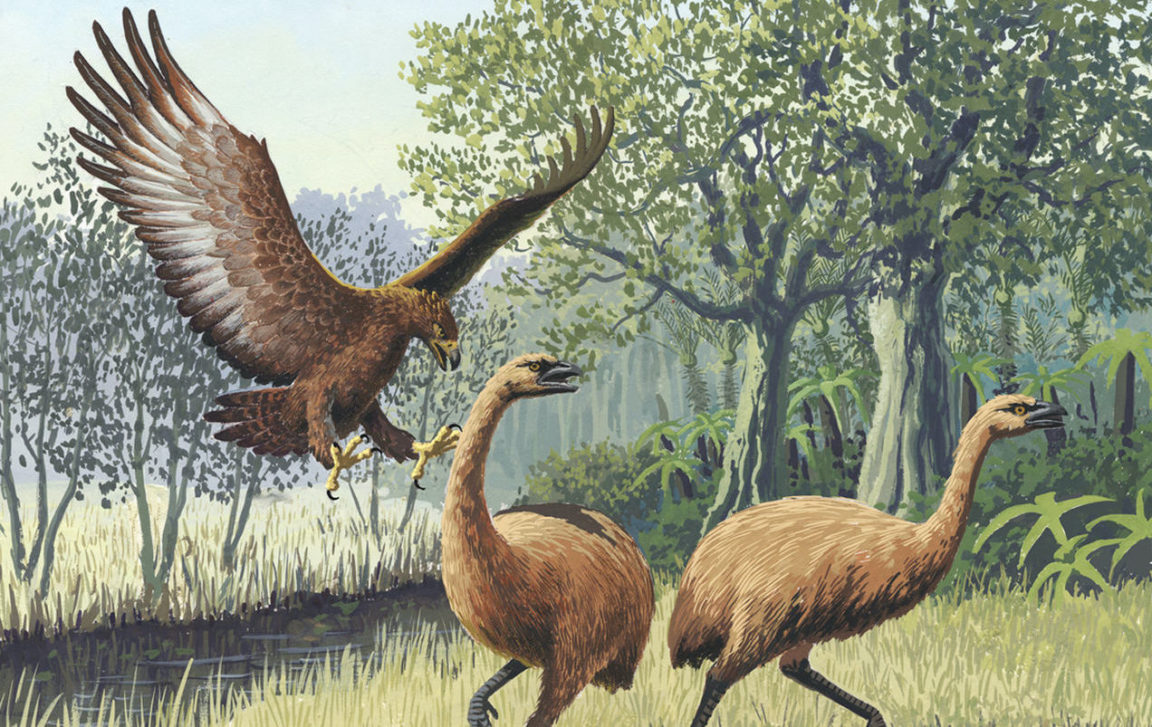 aigle de haast moas oiseaux éteints disparus