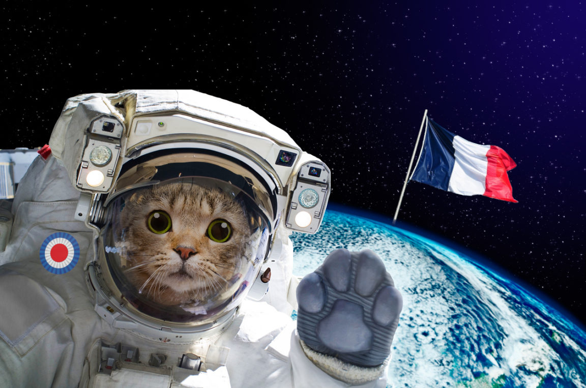 Chat France exploration spatiale espace Felicette