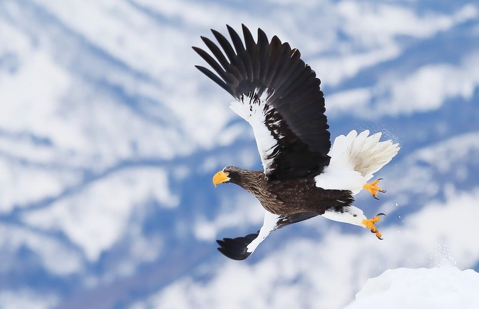 aigles de mer de Steller