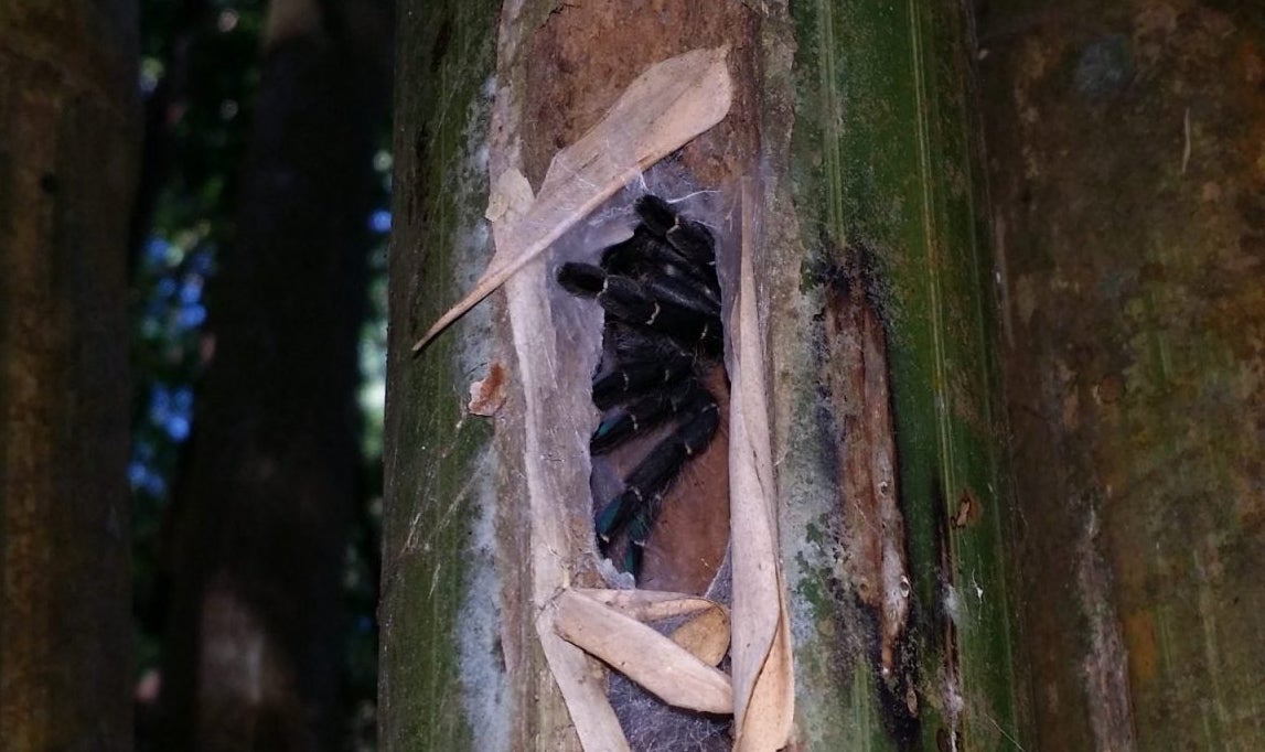 mygale araignée tarentule