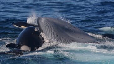 orques baleine bleue