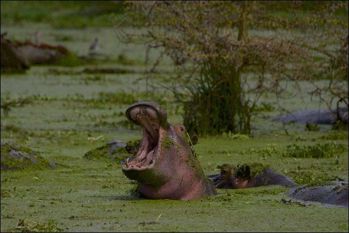 hippopotames