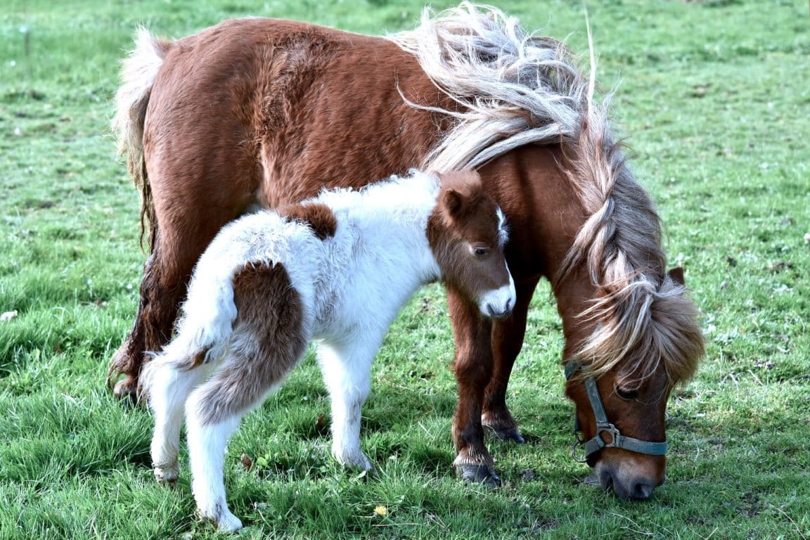 chevaux poneys