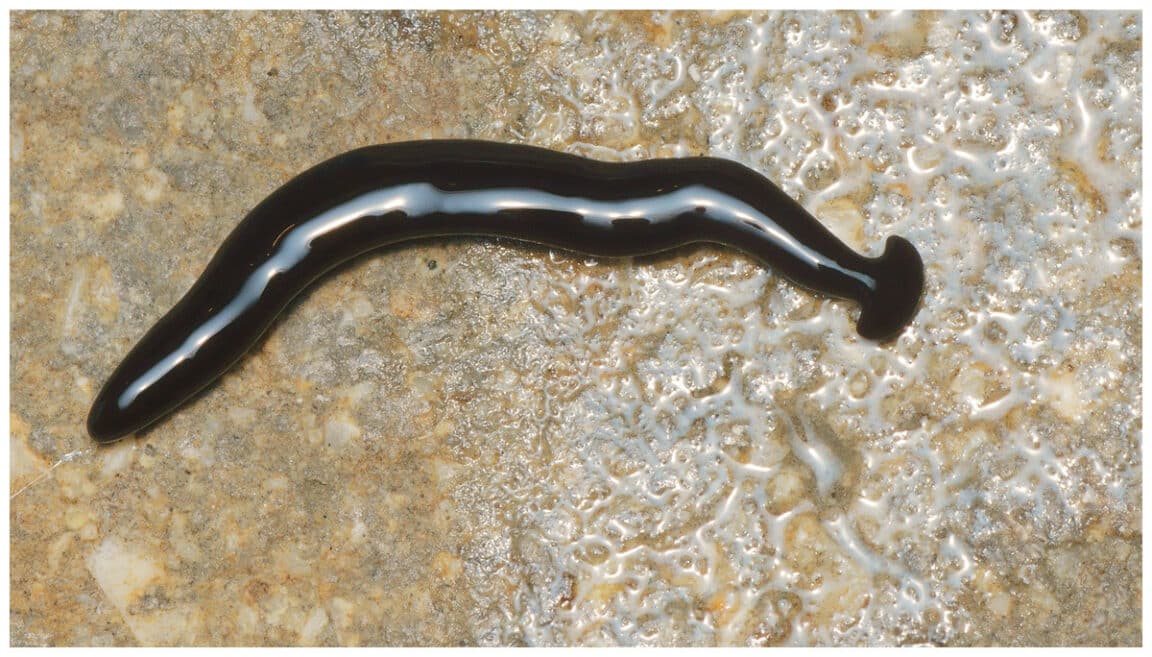 ver noir tête plate