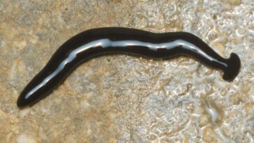 ver noir tête plate