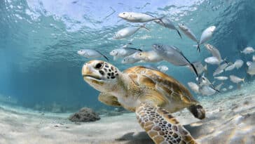 tortue poisson