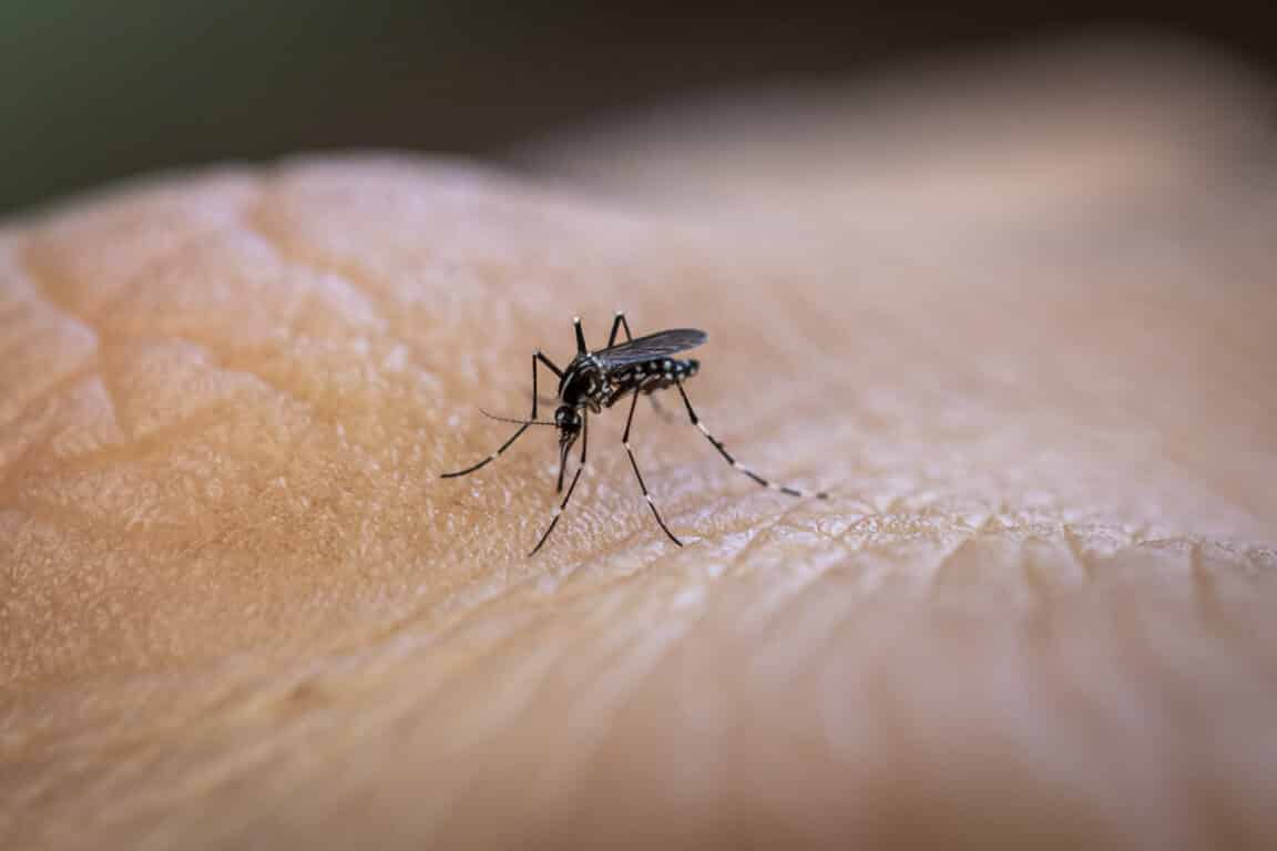 Aedes aegypti moustique