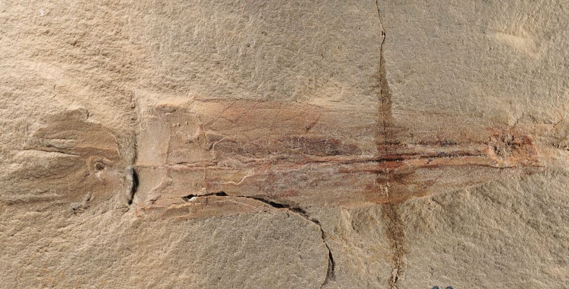 calmar vampire joe biden