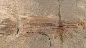 calmar vampire joe biden