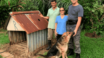 météorite niche chien