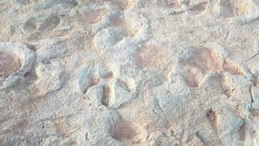empreintes dinosaures