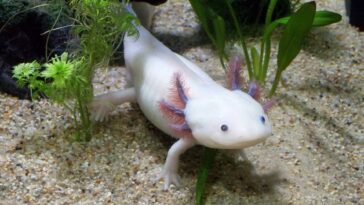 axolotl salamandre aquatique