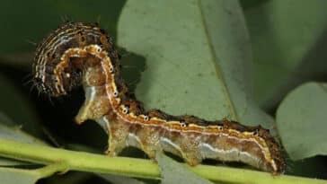chenille Noctuelle de la tomate