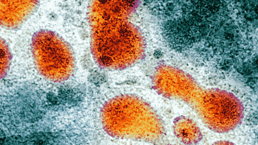 grippe aviaire virus