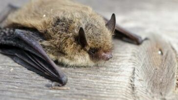 chauve-souris