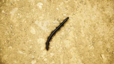 mille-pattes géant Scolopendra gigantea