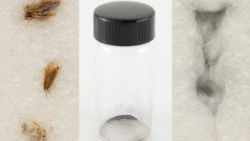 poussière lunaire cafards