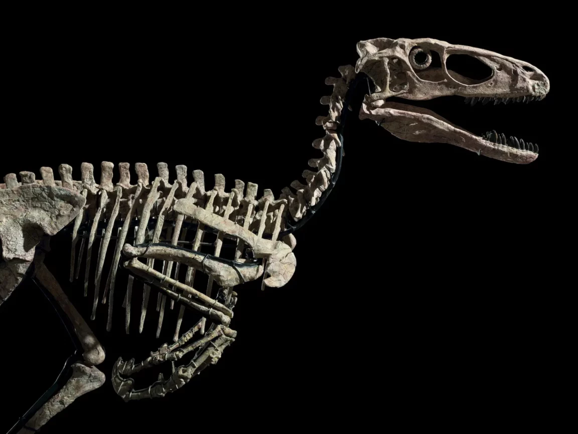 dinosaure Deinonychus antirrhopus