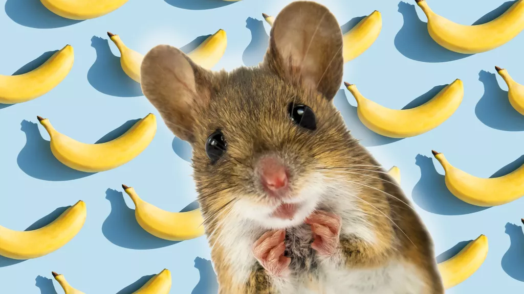 souris bananes