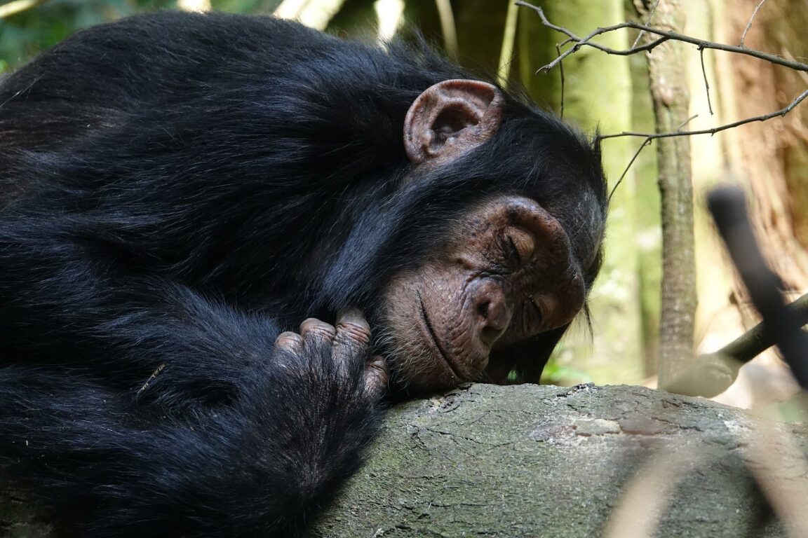 humain primates sommeil