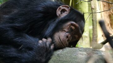 humain primates sommeil