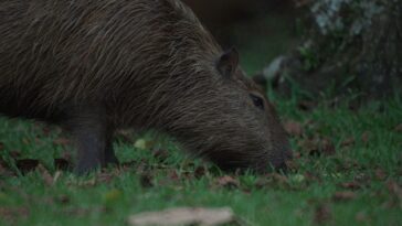 capybara rongeurs
