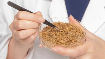 grenouilles crapauds