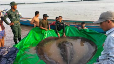 plus gros poisson d'eau douce