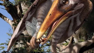 dinosaures oiseaux Longipterygidae