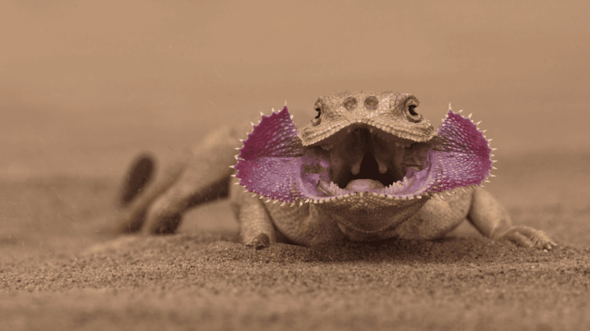 hrynocephalus mystaceus. lézard démogorgon