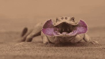 hrynocephalus mystaceus. lézard démogorgon