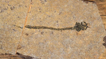 Palaeospondylus gunni créature