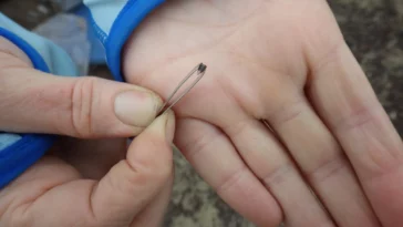 fossiles fourmis moissonneuses